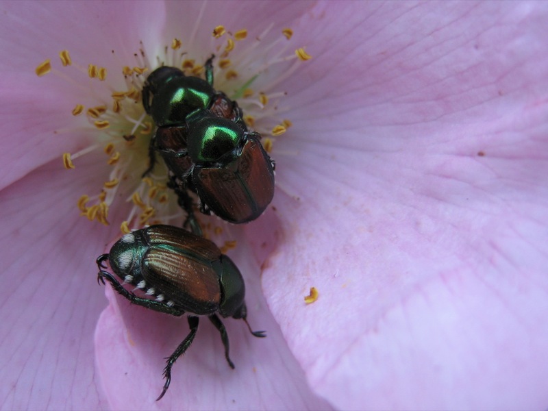 Beetles mating on a pale pink flower